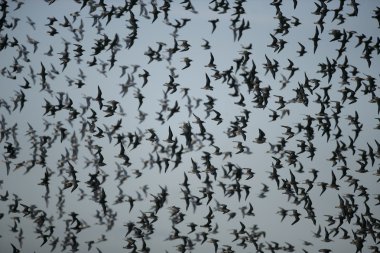 düğüm, calidris canutus