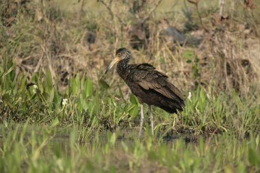 Limpkin, Aramus guarauna