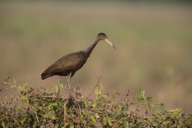 Limpkin, Aramus guarauna
