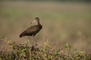 Limpkin, Aramus guarauna