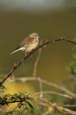 ketenkuşu, carduelis cannabina