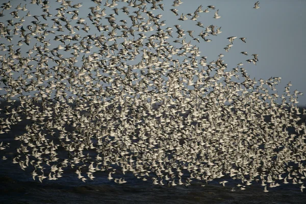 Nudo, Calidris canutus —  Fotos de Stock