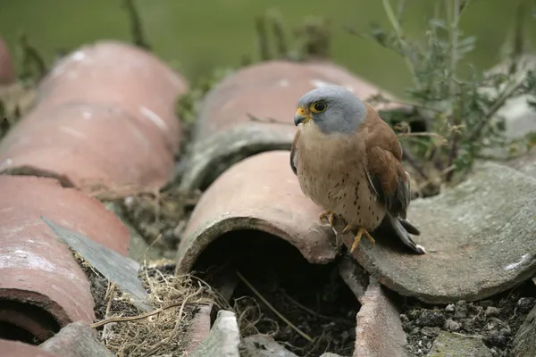 Küçük kerkenez, falco naumanni, — Stok fotoğraf