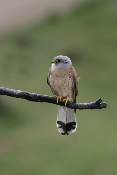 Menos kestrel, Falco naumanni , — Fotografia de Stock