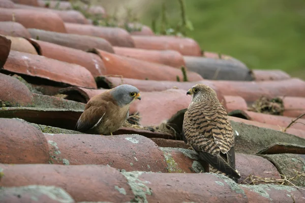 Turmfalke, Falco naumanni, — Stockfoto