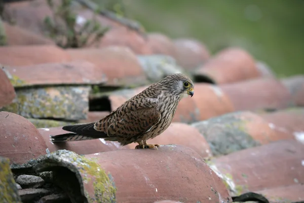 Küçük kerkenez, falco naumanni, — Stok fotoğraf