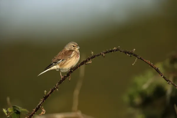 Fanello, carduelis cannabina — Foto Stock