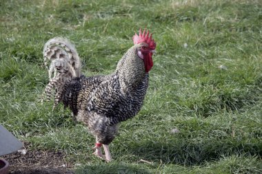 Marans