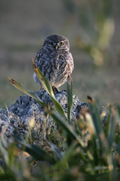 Kuvik, athene noctua, — Stock Fotó