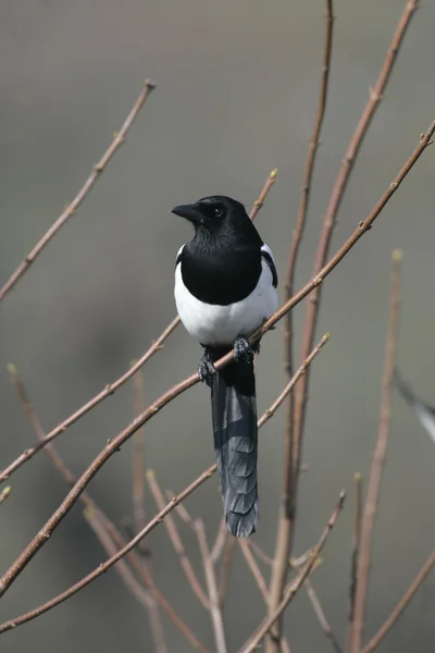 Urraca, Pica Pica — Foto de Stock