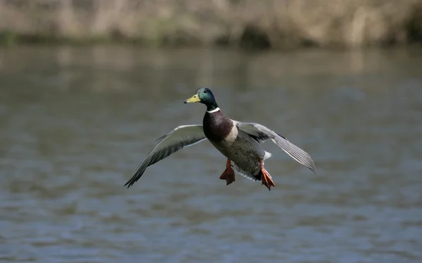 Mallard, Anas platyrhynchos, — Stock Photo, Image