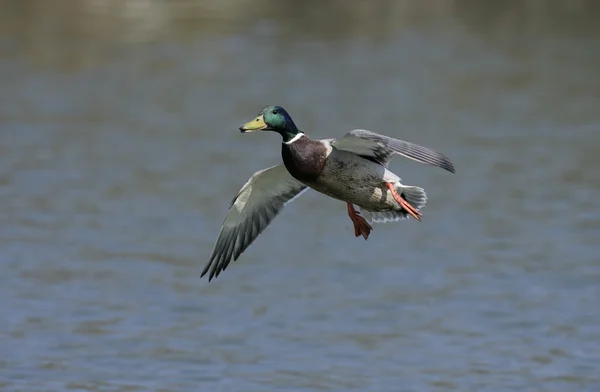 Kachna divoká, anas platyrhynchos, — Stock fotografie