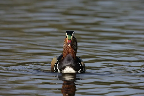 Mandarin duck, Aix galericulata — Stock Photo, Image