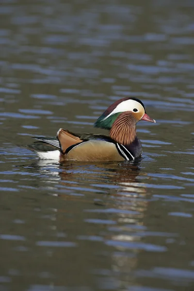 Kachnička mandarinská, aix galericulata — Stock fotografie