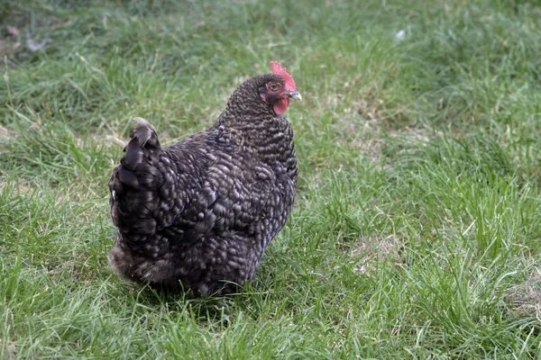 Marans — Stock fotografie