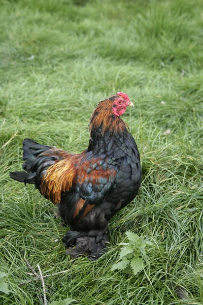 Brahma oro miniatura — Foto de Stock