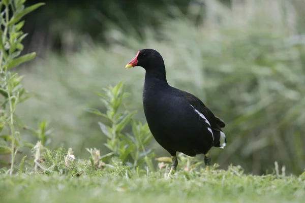 Moorhen, Gallinula chloropus — Stock Photo, Image