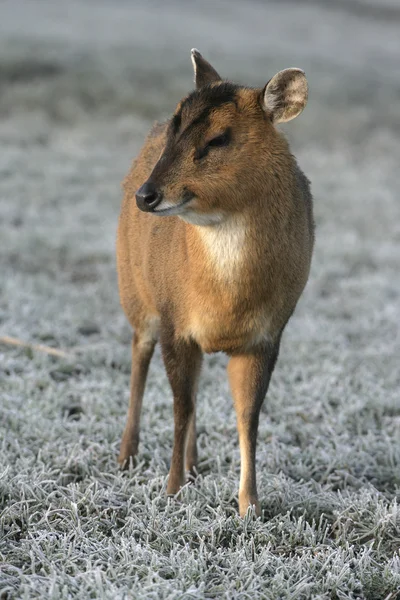 Muntjac, 36 лет, Muntiacus reevesi — стоковое фото