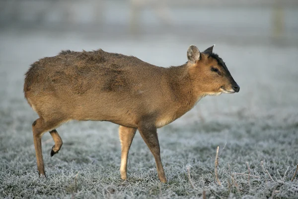 Muntjacký, muntiacus reevesi — Stock fotografie