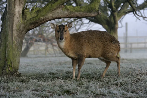 Muntjac, 36 лет, Muntiacus reevesi — стоковое фото