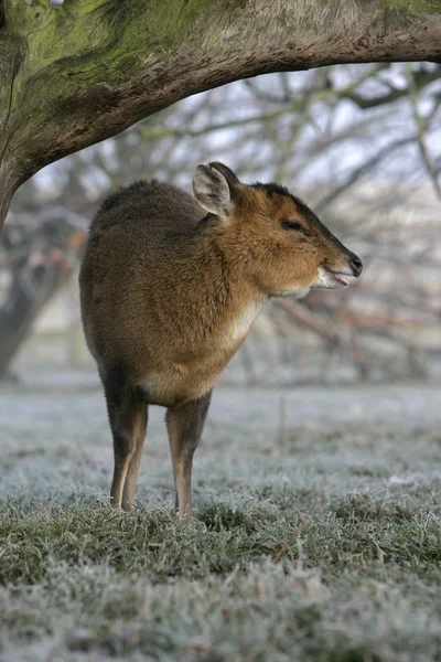 Muntjac, 36 лет, Muntiacus reevesi — стоковое фото