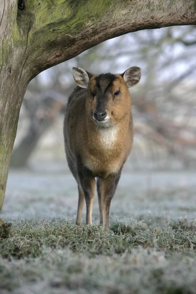 Muntjac, Muntiacus reevesi — стокове фото