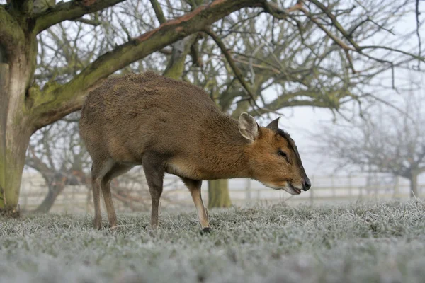 Muntjac, 36 лет, Muntiacus reevesi — стоковое фото