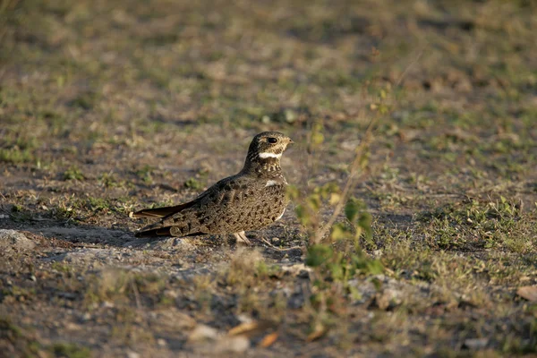 Nacunda nightthawk, Podager nacunda — стоковое фото