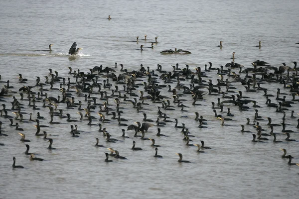 Cormorán neotrópico, Phalacrocorax brasilianus — Foto de Stock