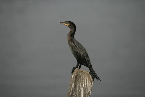 Neotropic cormorant, Phalacrocorax brasilianus — Stock Photo, Image