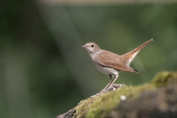 Nightingale, Luscinia megarhynchos, — Stockfoto