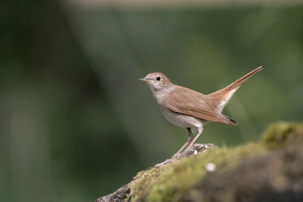 Ruiseñor, Luscinia megarhynchos , — Foto de Stock