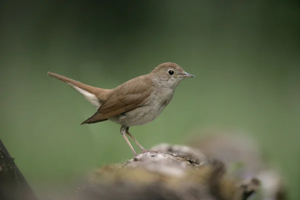Nightingale, Luscinia megarhynchos, — Stockfoto