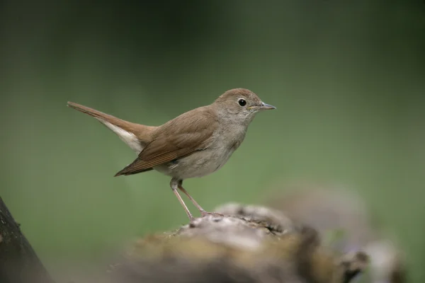 Ruiseñor, Luscinia megarhynchos , — Foto de Stock