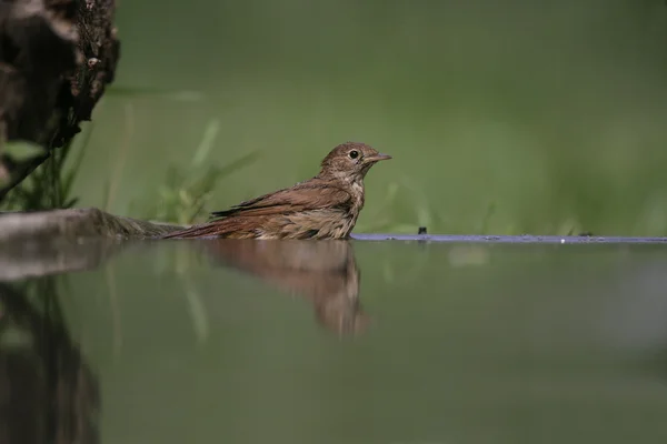 Bülbül, luscinia megarhynchos, — Stok fotoğraf