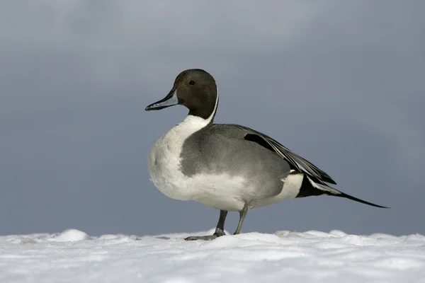 Norte de Pintail, Anas acuta —  Fotos de Stock