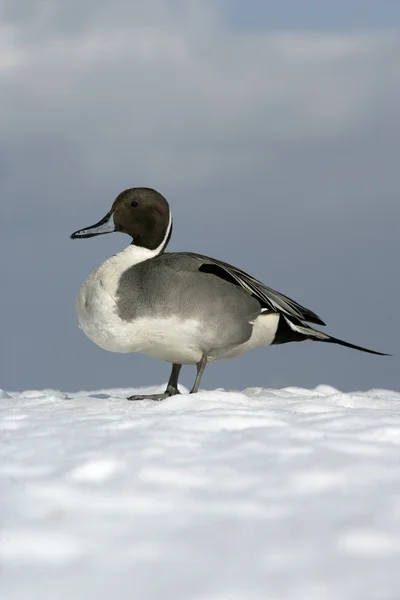 Northern pintail, Anas acuta — Stock Photo, Image