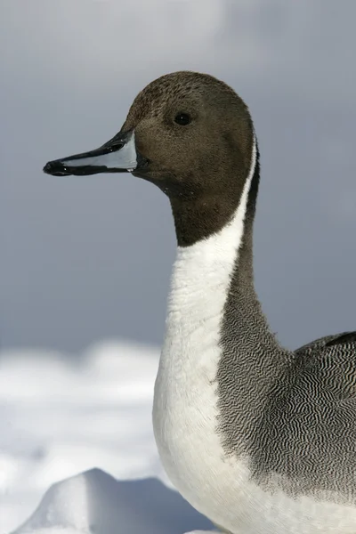 Norte de Pintail, Anas acuta —  Fotos de Stock