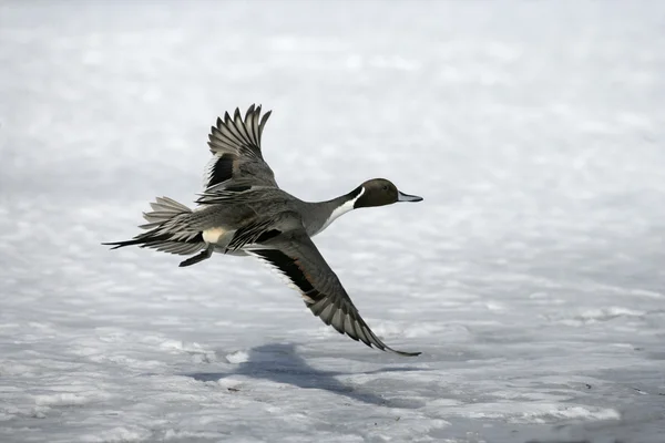 Northern pintail, Anas acuta — Stock Photo, Image