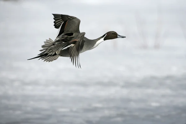 Northern pintail, Anas acuta — Stock Photo, Image