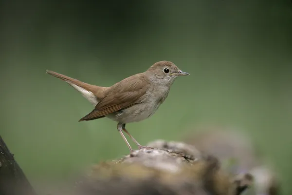 Nachtigall, Luscinia megarhynchos, Stockbild