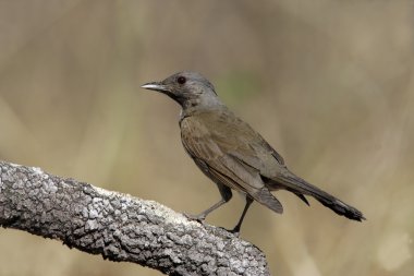 solgun göğüslü pamukçuk, turdus leucomelas