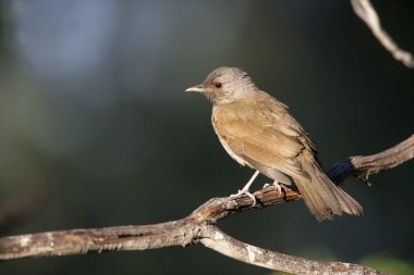 solgun göğüslü pamukçuk, turdus leucomelas
