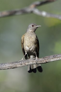 solgun göğüslü pamukçuk, turdus leucomelas