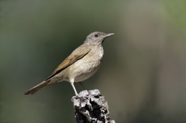 solgun göğüslü pamukçuk, turdus leucomelas