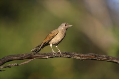 solgun göğüslü pamukçuk, turdus leucomelas