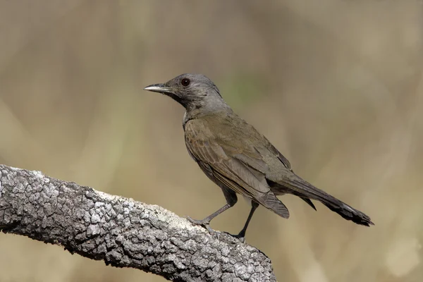 Tordo de pecho pálido, Turdus leucomelas — Foto de Stock