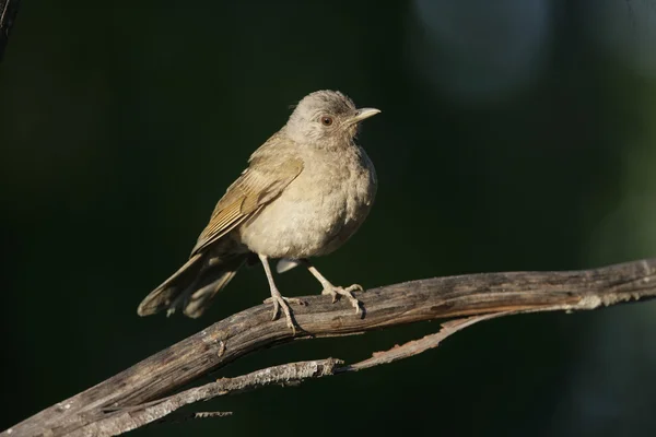 Blek-breasted trast, turdus leucomelas — Stockfoto