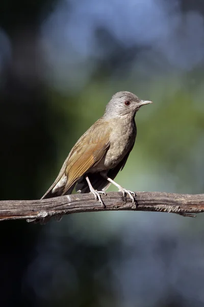 Bledě breasted drozd, turdus leucomelas — Stock fotografie