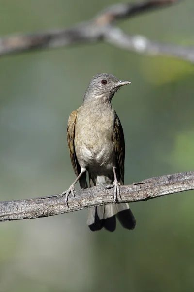 Solgun göğüslü pamukçuk, turdus leucomelas — Zdjęcie stockowe